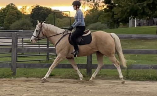 HorseID: 2302767 Ray - PhotoID: 1085102