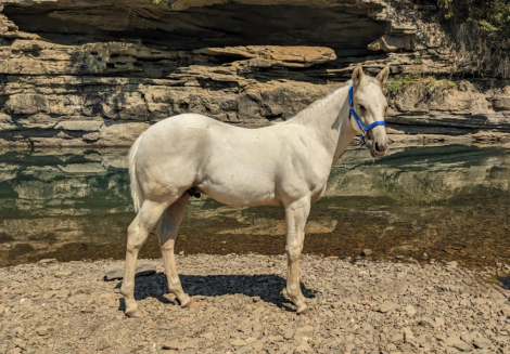 HorseID: 2302768 Shina Little Playboy (pending) - PhotoID: 1085107