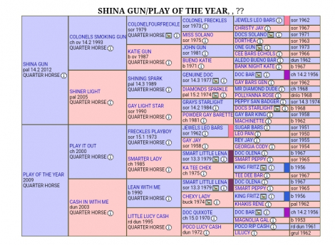 HorseID: 2302768 Shina Little Playboy (pending) - PhotoID: 1085108