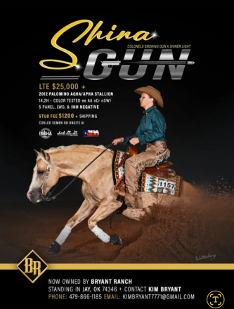 HorseID: 2302768 Shina Little Playboy (pending) - PhotoID: 1085109