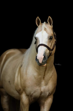 HorseID: 2302768 Shina Little Playboy (pending) - PhotoID: 1085110