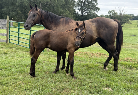 HorseID: 2302775 TIH Irish Colt - PhotoID: 1085117