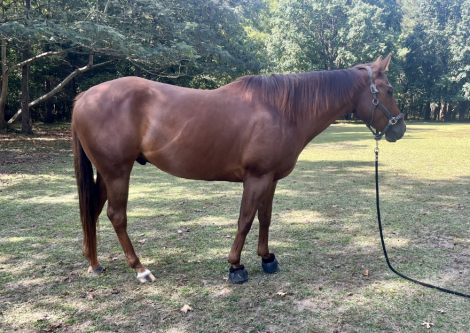 HorseID: 2302776 Retinal Burn - PhotoID: 1085118