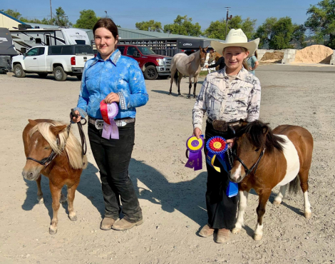 HorseID: 2302780 Holster, chestnut mini A - PhotoID: 1085120