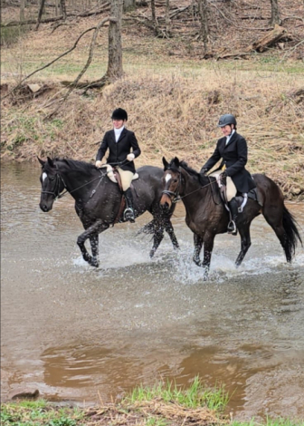 HorseID: 2302781 Mouse - PhotoID: 1084927