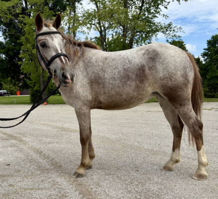 HorseID: 2302787 Strawberry Pony - PhotoID: 1085122