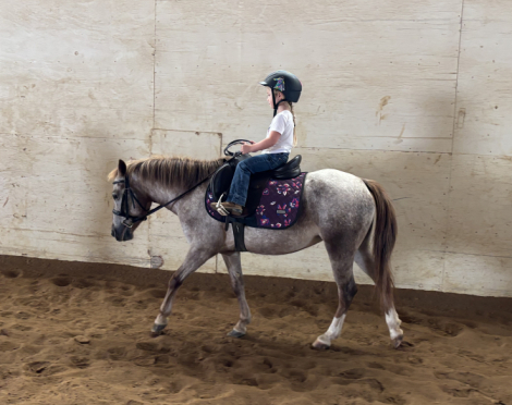 HorseID: 2302787 Strawberry Pony - PhotoID: 1085124