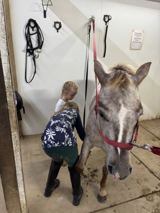 HorseID: 2302787 Strawberry Pony - PhotoID: 1085125