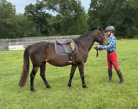 HorseID: 2302788 Stella - PhotoID: 1085129