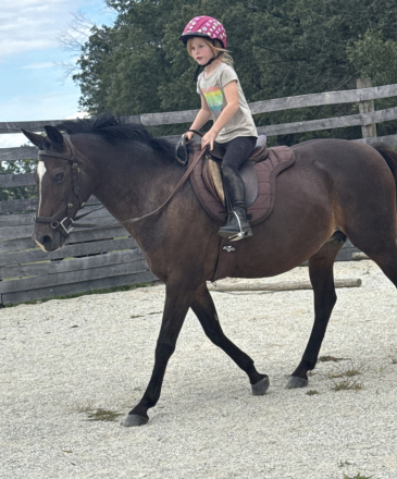 HorseID: 2302788 Stella - PhotoID: 1085131