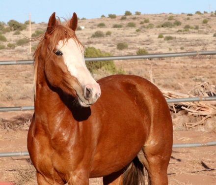 HorseID: 2302791 CSH Canica - PhotoID: 1085140