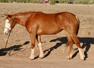 HorseID: 2302791 CSH Canica - PhotoID: 1085141
