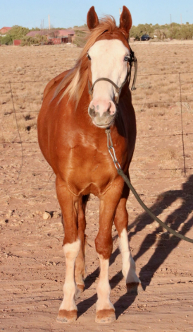 HorseID: 2302791 CSH Canica - PhotoID: 1085142