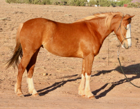 HorseID: 2302791 CSH Canica - PhotoID: 1085143