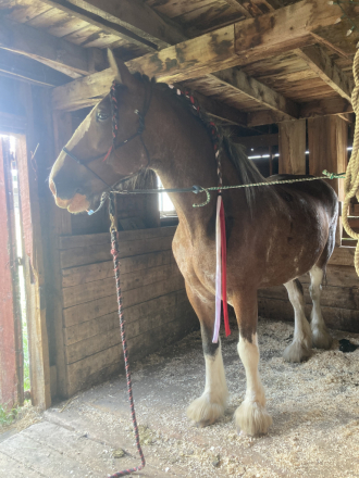 HorseID: 2302792 ALAMAR MALIA - PhotoID: 1085144