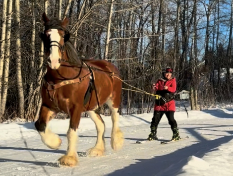 HorseID: 2302792 ALAMAR MALIA - PhotoID: 1085146