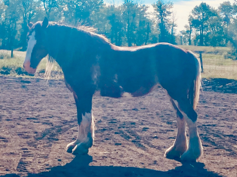 HorseID: 2302792 ALAMAR MALIA - PhotoID: 1085147