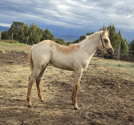 HorseID: 2302797 Perfect Buns - PhotoID: 1085152