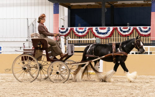 HorseID: 2302798 AWSW BEXLEY - PhotoID: 1084995