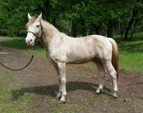 HorseID: 2302801 Splashed With Champagne - PhotoID: 1085154