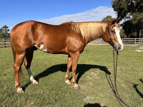 HorseID: 2302802 All Sorts of Special - PhotoID: 1085155