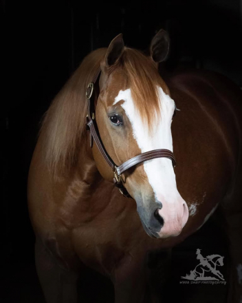 HorseID: 2302802 All Sorts of Special - PhotoID: 1085156