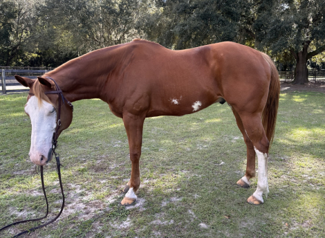 HorseID: 2302802 All Sorts of Special - PhotoID: 1085157