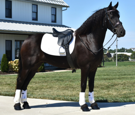 HorseID: 2302805 Thumbelina Fan LimestoneValley - PhotoID: 1085160