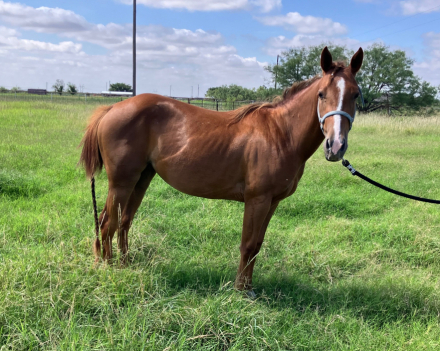 HorseID: 2302806 Blaze - PhotoID: 1085161