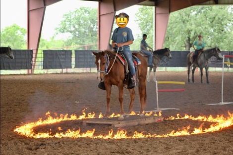 HorseID: 2302806 Blaze - PhotoID: 1085162