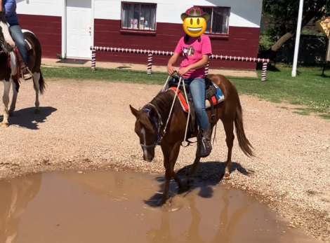 HorseID: 2302806 Blaze - PhotoID: 1085163