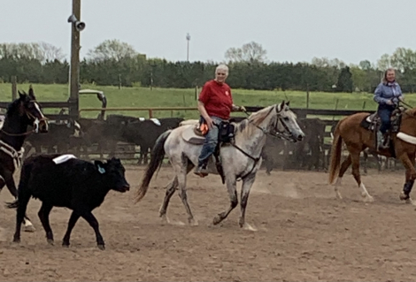 HorseID: 2302810 Wishes Purple Rain - PhotoID: 1085167