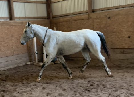 HorseID: 2302810 Wishes Purple Rain - PhotoID: 1085169