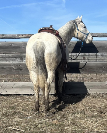 HorseID: 2302814 Yankee - PhotoID: 1085258