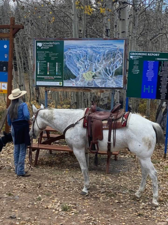 HorseID: 2302814 Yankee - PhotoID: 1085260