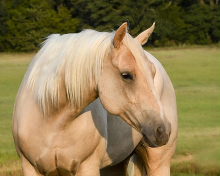 HorseID: 2302815 RP Genuine Smoke - PhotoID: 1085171