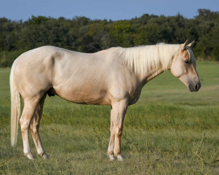 HorseID: 2302815 RP Genuine Smoke - PhotoID: 1085172