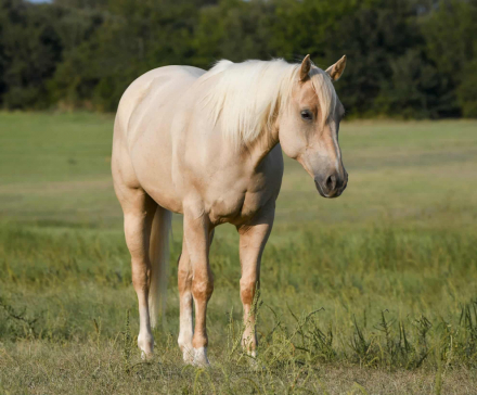 HorseID: 2302815 RP Genuine Smoke - PhotoID: 1085173