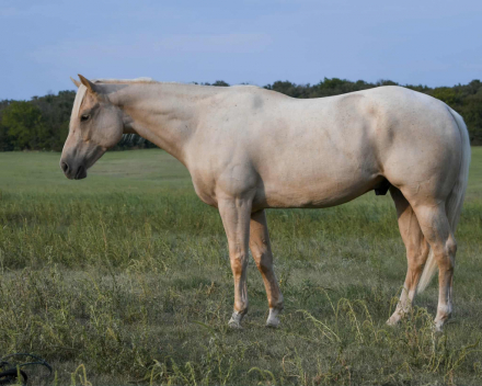 HorseID: 2302815 RP Genuine Smoke - PhotoID: 1085174