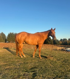 HorseID: 2302816 Brock Hesa Tailwind - PhotoID: 1085175