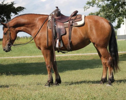 HorseID: 2302817 Angie - PhotoID: 1085176