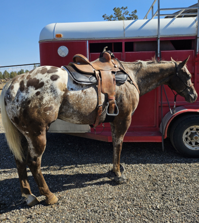 HorseID: 2302819 Blake - PhotoID: 1085177