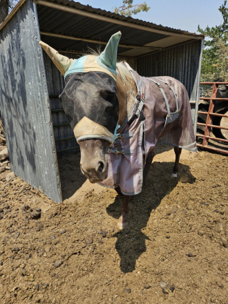 HorseID: 2302819 Blake - PhotoID: 1085180