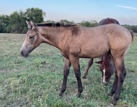 HorseID: 2302820 Miss N Stones - PhotoID: 1085181