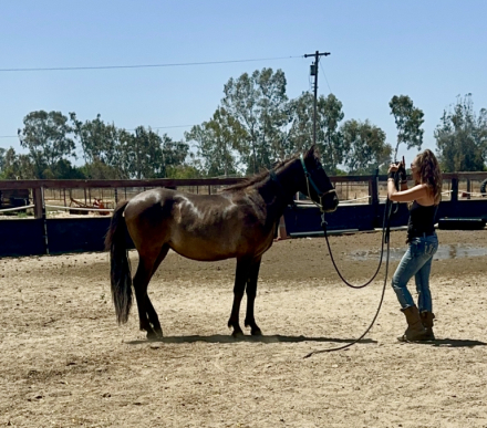 HorseID: 2302821 Governor - PhotoID: 1085182