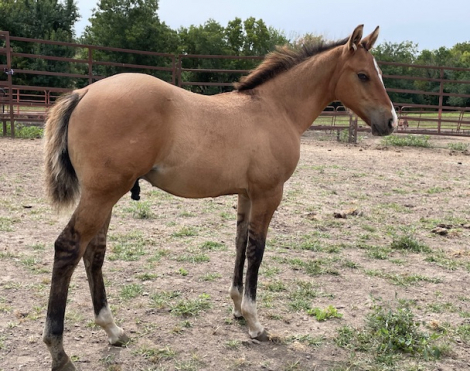 HorseID: 2302823 Albert Get Your Gun-PENDING - PhotoID: 1085187