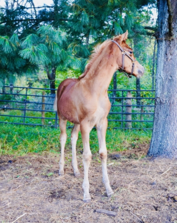 HorseID: 2302824 2 half Arabian foals and 1 purebred - PhotoID: 1085184
