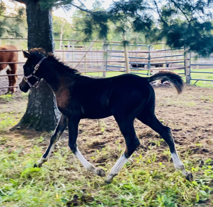 HorseID: 2302824 2 half Arabian foals and 1 purebred - PhotoID: 1085185