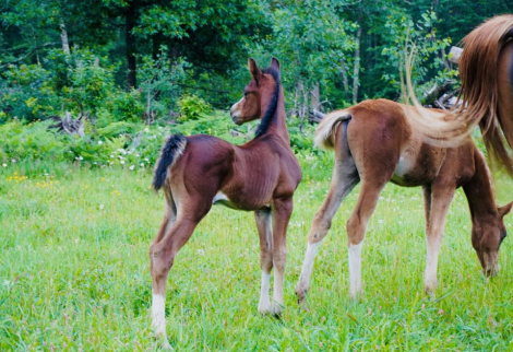HorseID: 2302824 2 half Arabian foals and 1 purebred - PhotoID: 1085186