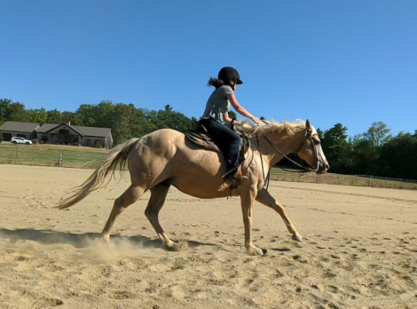 HorseID: 2302827 Buttercup - PhotoID: 1085188